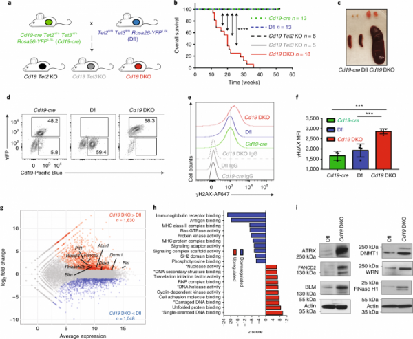 研究稱DNA中的奇怪結構可能驅動癌症發展
