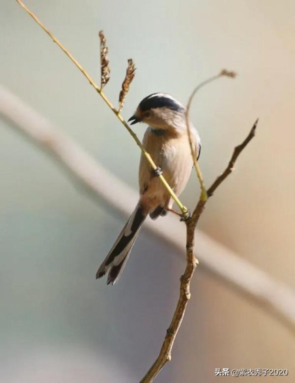 攬月灣的銀喉長尾山雀 攬月灣的銀喉長尾山雀
