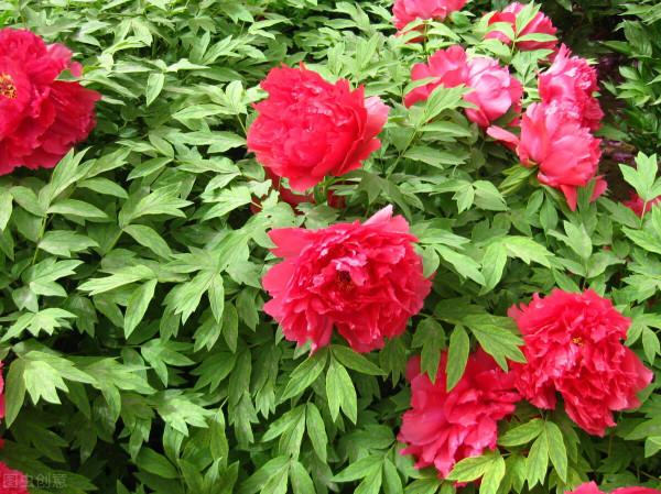 和家，才能新旺