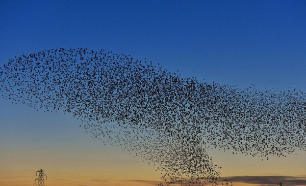 怪異!紐約新世貿中心突然遭到鳥群撞擊,幾百具鳥類屍體掉了一地 怪異!紐約新世貿中心突然遭到鳥群撞擊,幾百具鳥類屍體掉了一地
