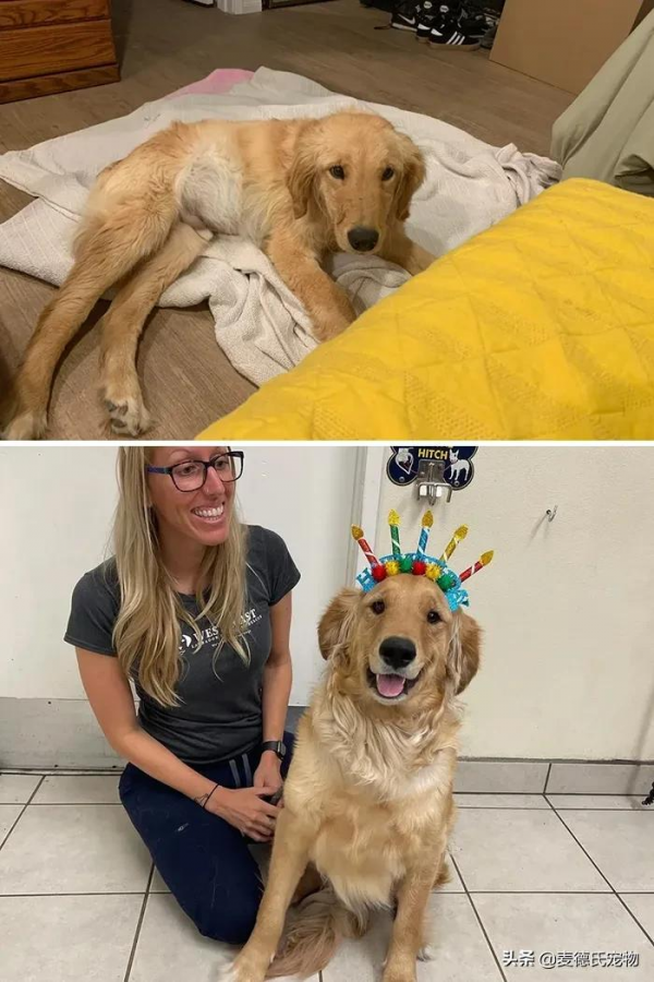 如果你也想要養狗，那就從救一隻狗開始吧...