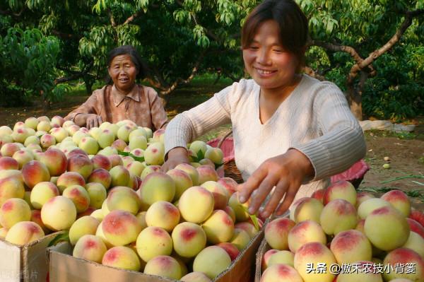梨小食心蟲會造成爛果和枯梢，學會這些蟲害防治技巧很必要