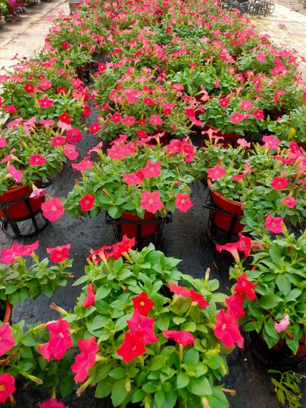 網紅矮牽牛品種介紹：愛慕系列、天空家族系列、花衣系列等