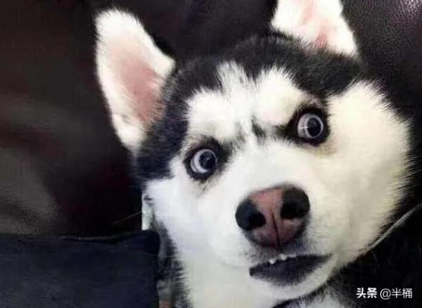 狼的戰鬥力有多強?相同體重條件下,任何狗都不是狼的對手 狼的戰鬥力有多強?相同體重條件下,任何狗都不是狼的對手