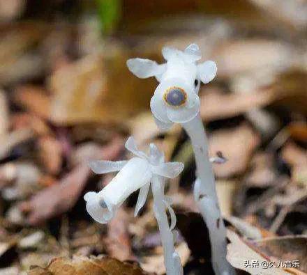自然界中的奇花異草，看看你見過幾種？