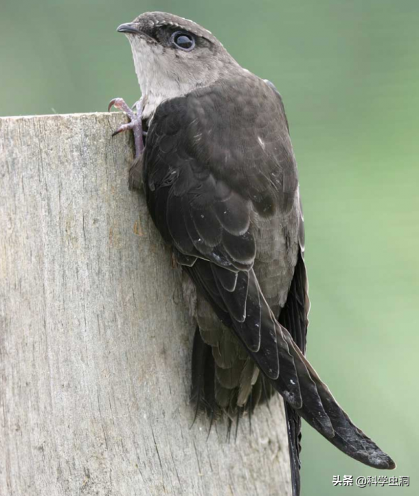 邊飛邊睡的雨燕，落地幾乎等於送死，它們是如何繁衍的？