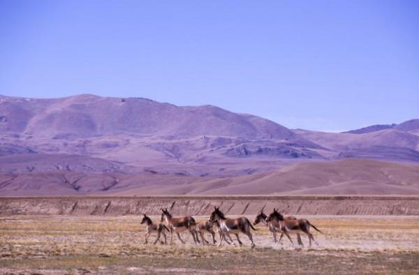 自駕進藏為什麼不推薦青藏線?看完你就知道了 自駕進藏為什麼不推薦青藏線?看完你就知道了