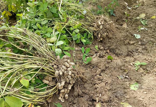 花生為什麼要適時收穫？過早過晚會減產，如何判斷最佳收穫期？