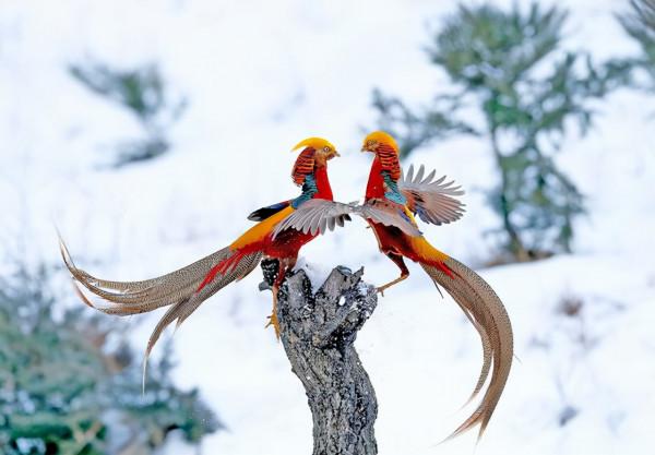 山西大爺發現2只紅腹錦雞,誤認鳳凰餵養4年,發現時已達40規模 山西大爺發現2只紅腹錦雞,誤認鳳凰餵養4年,發現時已達40規模