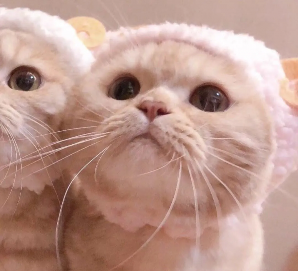 萌寵系列頭像「貓咪情頭」