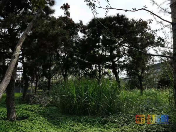 沒想到!在北京西單能逛“森林公園”,還能在公園裡逛商場! 沒想到!在北京西單能逛“森林公園”,還能在公園裡逛商場!