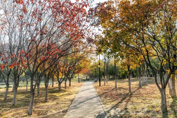 快來！您想欣賞的秋景，都在濱河公園