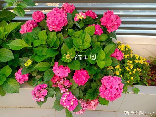 懷孕辣媽超愛養花,親力親為建花園,現在人人都羨慕 懷孕辣媽超愛養花,親力親為建花園,現在人人都羨慕