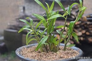 如何食用鐵皮石斛？