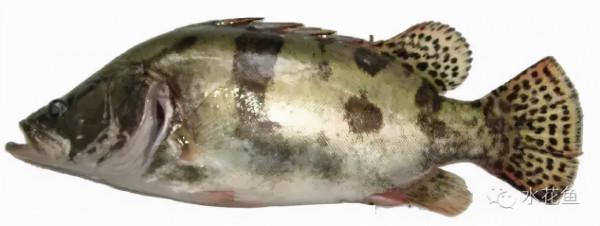 水生動物圖文欣賞(5)——四大主要食性魚類與五小類食性魚類 水生動物圖文欣賞(5)——四大主要食性魚類與五小類食性魚類