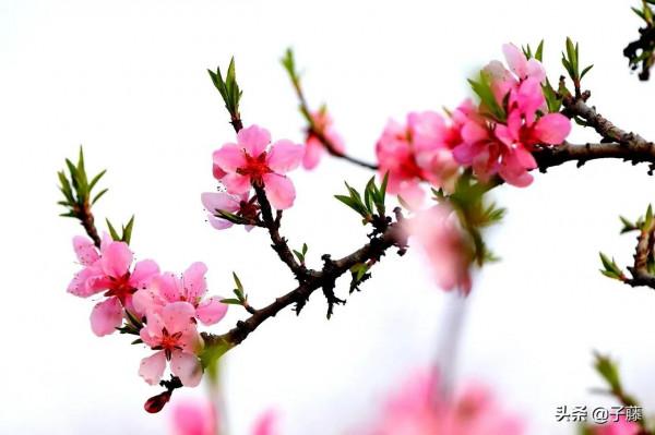 七律 十里桃花酒