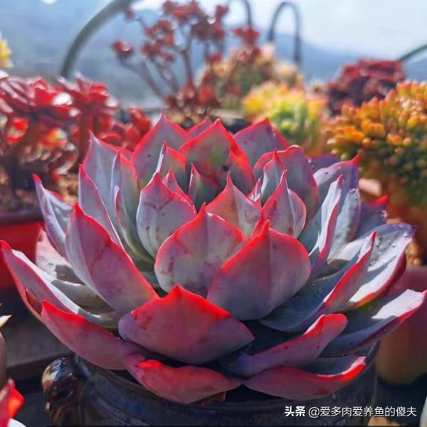 多肉植物中的“薄葉三仙”如何養護才能仙氣飄飄，如荷花立於水中