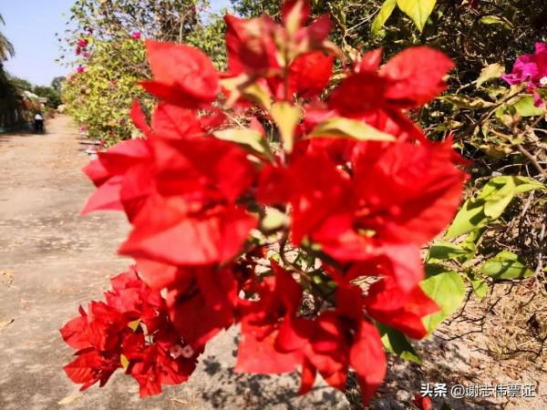 海南風光美（030）來海南一個月網友的點評