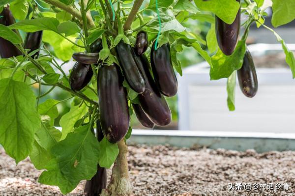茄子黃瓜有瓢蟲易早衰,試試這兩方法,不招蟲還能加倍增產 茄子黃瓜有瓢蟲易早衰,試試這兩方法,不招蟲還能加倍增產