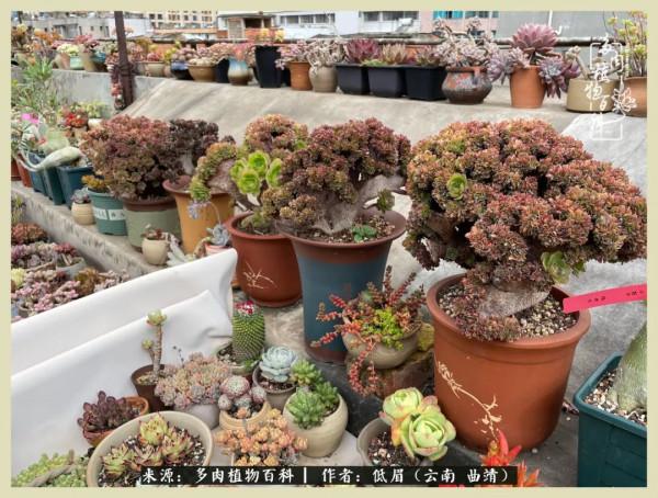 正是花好月圓時，再訪楊姐的屋頂花園