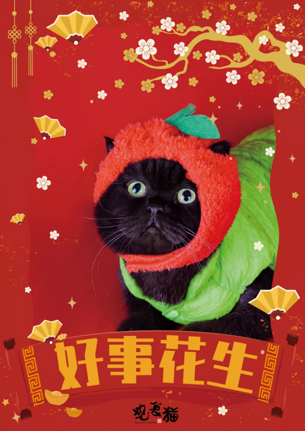 觀復貓拜大年，嗷嗚