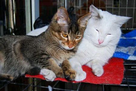 流浪貓見人就“拜拜”，店老闆收養它招攬生意，好萌一隻招財貓