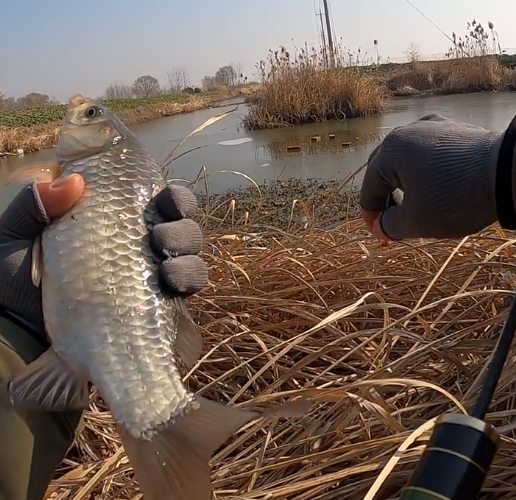 冰面凍不牢,照樣可以釣,七星漂釣冰洞證明傳統釣作釣範圍大於臺釣