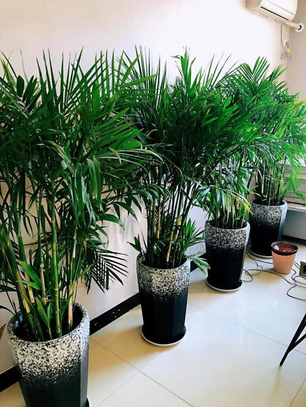 我家的花～剛剛換盆，還在緩秧期間。 圖片全部自拍