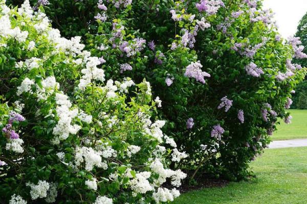 歐洲丁香花不僅香味濃郁，東北能地栽越冬，還能長成大樹