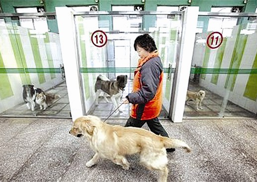 為什麼很多寵主，都不願意把狗狗送去寄養？原因有幾個