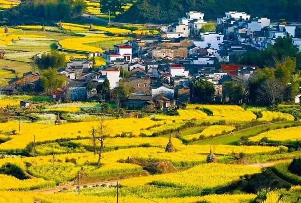 分享：油菜花海，芳香四溢，景色宜人，令人陶醉