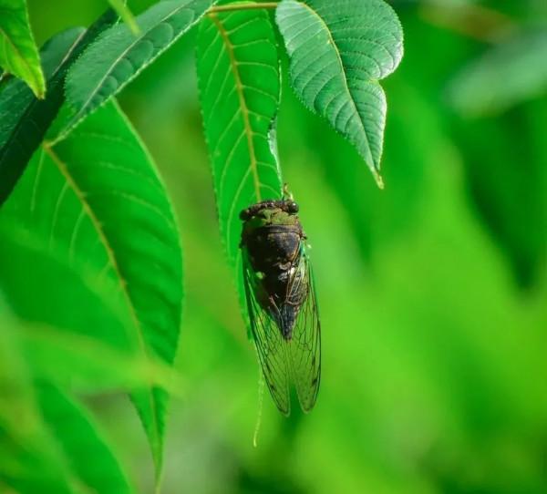 夜讀 | 在中國，每一個夏天都有自己的名字