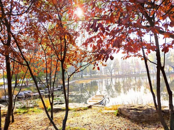 玉淵潭秋色秋韻,像莫奈筆下的畫 玉淵潭秋色秋韻,像莫奈筆下的畫