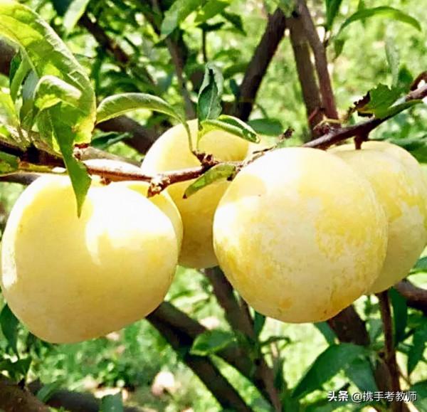 ​“柰”怎麼念？