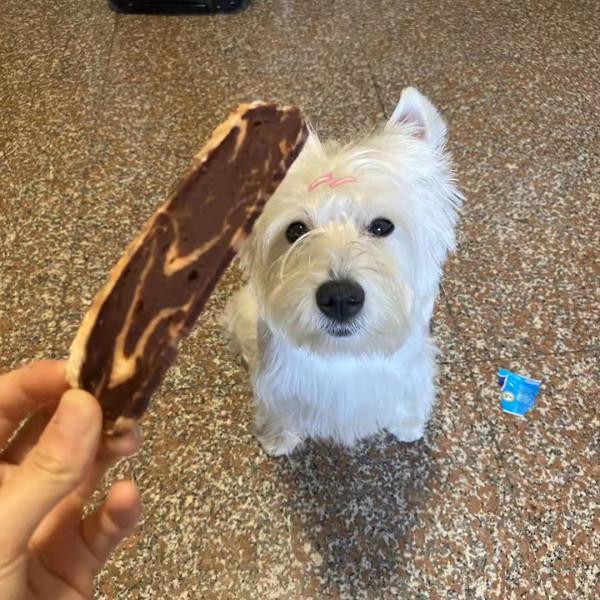 狗狗可以分辨人的意圖嗎？