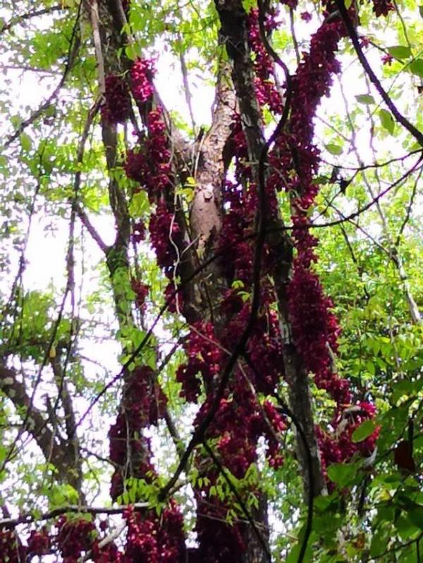 朱雀花（別名白花油麻藤）