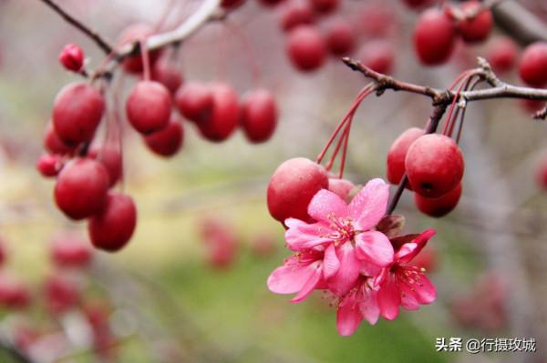 花果相擁迎冬雪,山東黃河玫瑰湖國家溼地公園現奇觀 花果相擁迎冬雪,山東黃河玫瑰湖國家溼地公園現奇觀