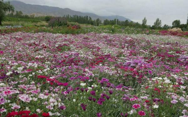 優良新型草坪植物—常夏石竹可用植物非試管高效快繁技術快繁
