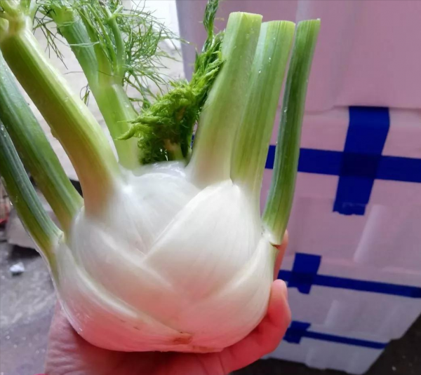 蔬菜生長的慢，上市晚？做好4點，長勢更快效益高