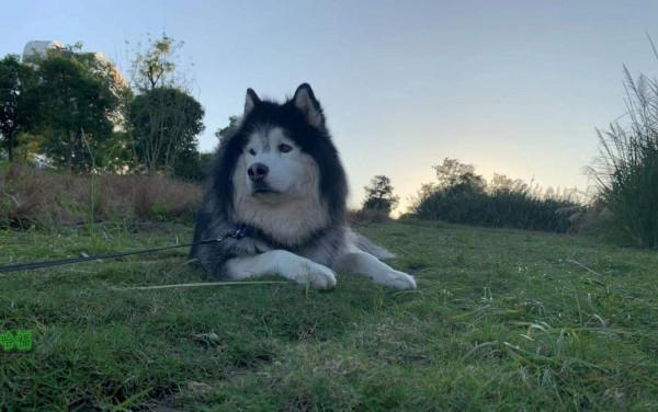 犬滿8歲,養狗人要注意這些事 犬滿8歲,養狗人要注意這些事