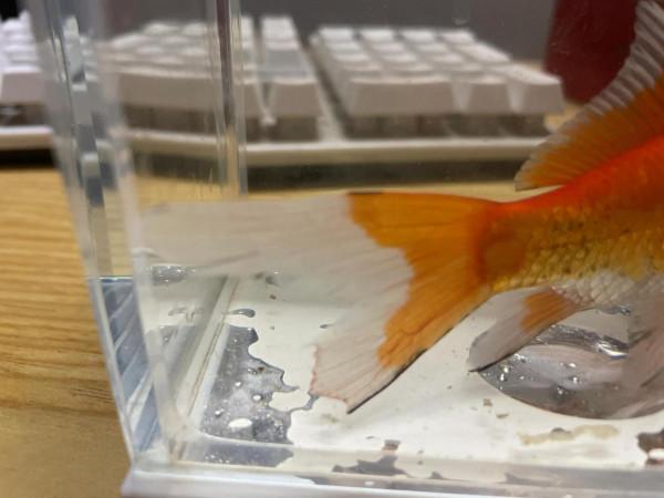 野釣收穫一尾小金魚