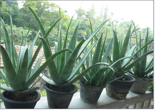 5種“漂亮花”，從來不生蟲，家裡乾淨衛生，花開不斷，真省心