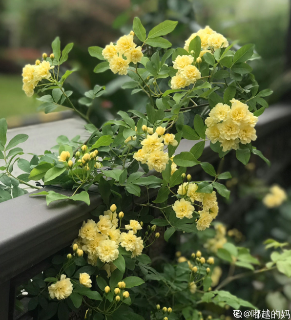 牆面大改造！種上4種爬牆花，我家的院牆成了拍照景點