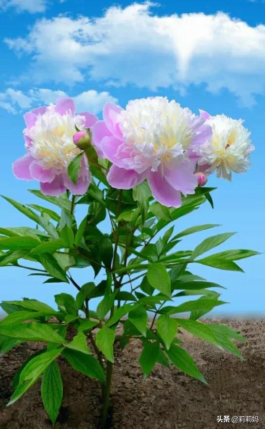 分享&mdash;&mdash;芍藥花姿態優美富含美感