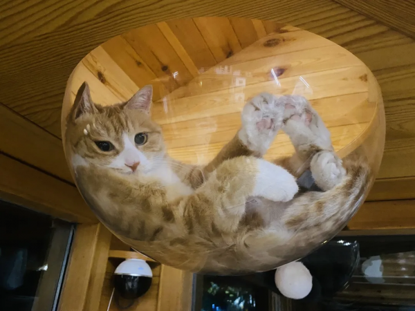 小花貓找汗 小花貓找汗