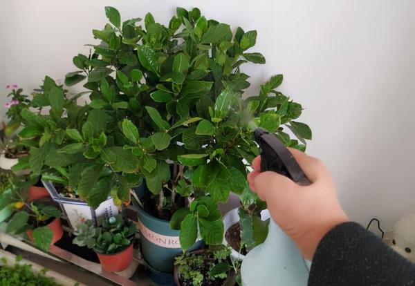 天冷後,9種花要“少水、斷糧”,不然難過冬 天冷後,9種花要“少水、斷糧”,不然難過冬