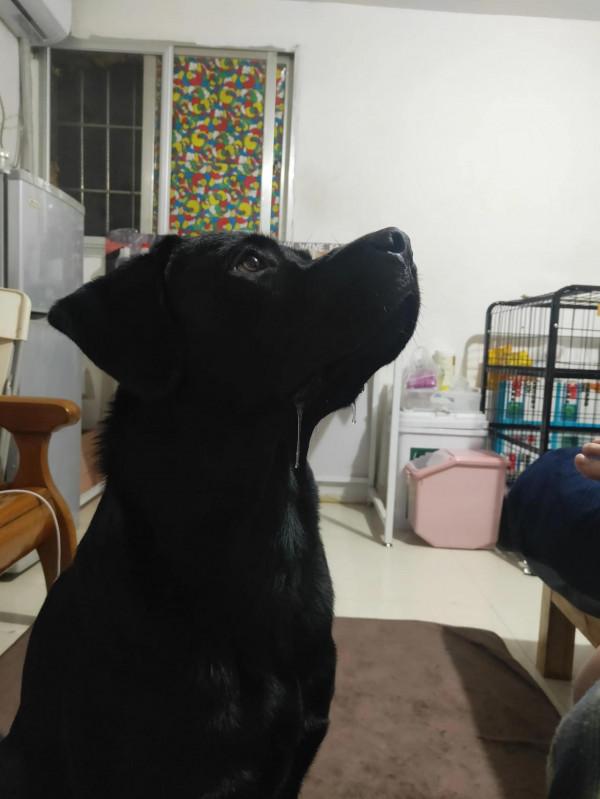 #養一條拉布拉多是種什麼體驗？#