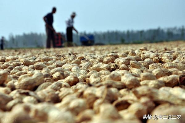 為啥花生不宜重茬？與誰“相伴”產量翻倍？簡單3點，增收又發財