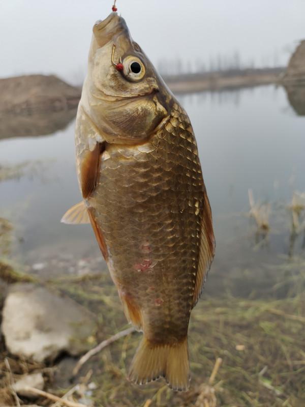冬季釣魚堅持用小鉤細線軟竿，還要配合抄網