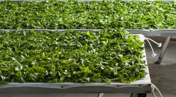 茶市低迷！市場信心不足！2022年，普洱茶市場何去何從？